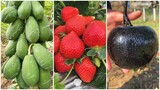 😍Farm Fresh Ninja Fruit #5 | Tik Tok China | (Oddly Satisfying Fruit Ninja)