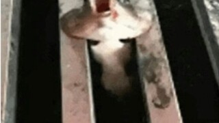 Look at the unlucky moments of netizens