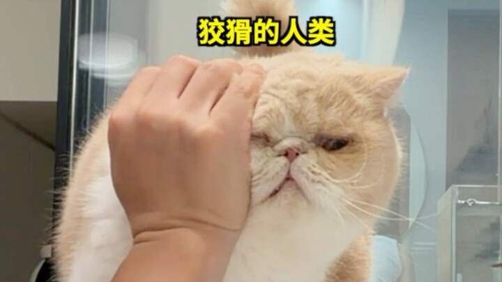 When My Cat Learned to Exploit a Glitch…