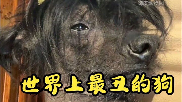 The World’s Ugliest Dog: The Chinese Crested Dog