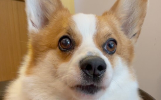 Corgi: What do you think—I look like what exactly?