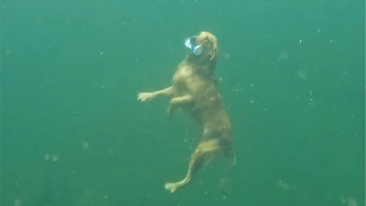 This Golden Retriever is no ordinary dog—it’s basically cheating! Holy cow, describe this scene in y