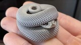 Snakes Can Be Cute Too - Funny Snake Video 2021 | Pets Town