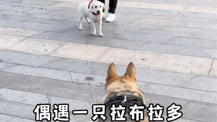 لا يجوز أن تظلم الكلب المُصلح!