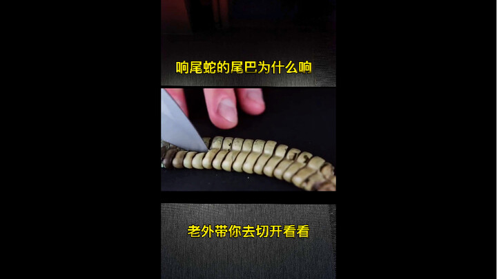 Rắn đuôi chuông vì sao phát ra tiếng kêu? Người nước ngoài sẽ cùng bạn mổ xẻ để khám phá tận tường!