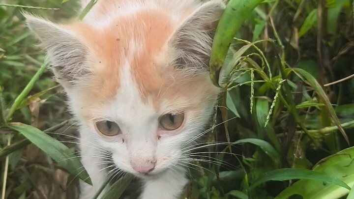 小猫