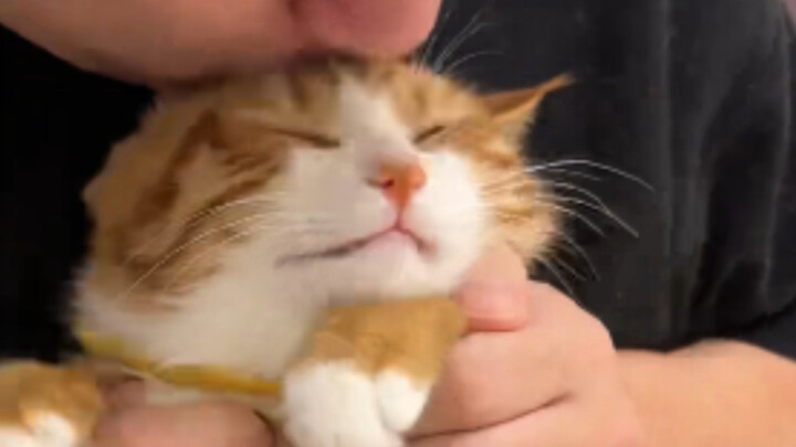 Phản ứng khác nhau của từng chú mèo