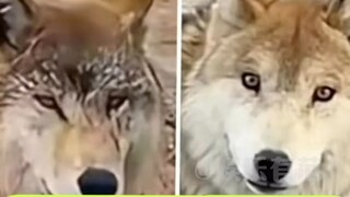 从此狼族分为两派：一个守旧派，一个蛋黄派！