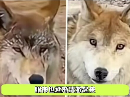 从此狼族分为两派：一个守旧派，一个蛋黄派！