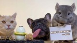 We Don't Share Food | Cat & Dog & Chinchilla