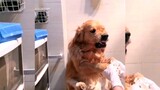 Golden Retriever: Stop talking so much nonsense. It would be fine if you don't fight earlier.