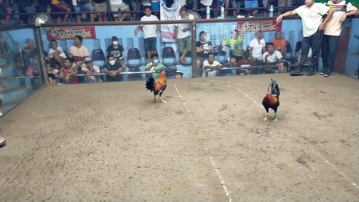 FEBRUARY 1, 2025 2 COCK ULUTAN AT BAAO COCKPIT ARENA 2ND FIGHT WIN