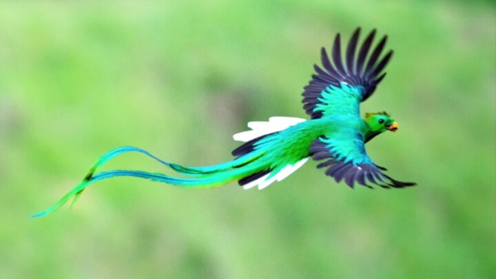 What kind of bird is this??? (Episode 6)