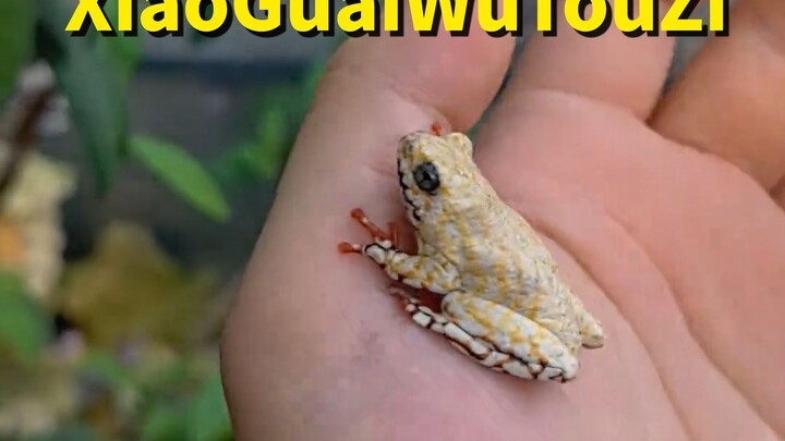 蛙儿啊，你要去哪里啊