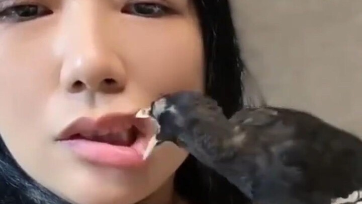 Burung sialan ini pasti bentuk yang diubah oleh Wang Chenghao, kan?