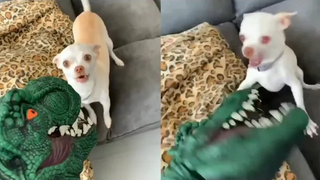 สุนัขน่ารักและตลกจะทำให้คุณหัวเราะ 2️⃣ คุณปาว🐶