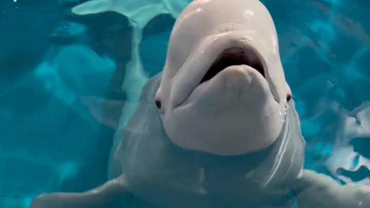 Big White is the star again today!