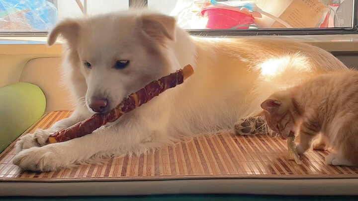 Bella never guards her food—she’s always happy to share, whether it’s with Cola or Dora!