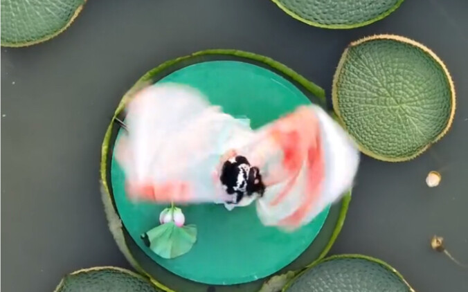 Sebuah video yang menjelaskan tentang Victoria Amazonica. Semua orang penasaran apakah mereka bisa b