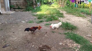 McLean Hatch VS White Kelso Spar