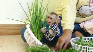 Adorable Baby Monkey Maku Eating And Helping Mom Prepare Vegetables