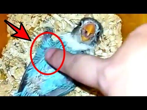 Perbedaan Jenis Kelamin Lovebird Jantan dan Betina, Paling Akurat