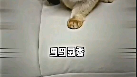 Cutecat