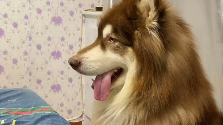 单身独居女生一定要养一只大狗狗 关键时刻