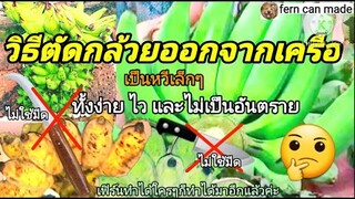 วิธีตัดกล้วยออกจากเครือเป็น"หวีๆ" นึกไม่ถึงละสิ!!เคล็ดลับนี้ ตัดหมดสวนก็บ่ยั่น