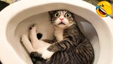 Video Kucing Lucu Banget Bikin Ngakak #33 | Kucing dan Anjing | Kucing Lucu Imut