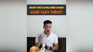 Nên chọn chó hay mèo hay anh em petnhatrang petonesaigon tuitienpet dcgr