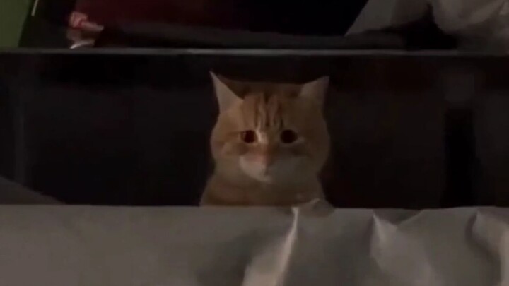 “Even the little kitten doesn’t understand why everyone calls him a stray cat!”