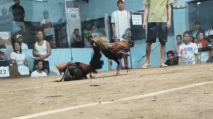 Bulik 11 Months 🐓 San Mateo