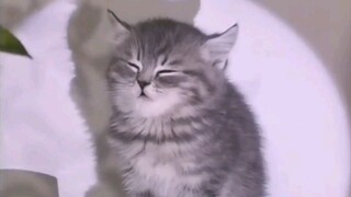 Perhatikan kualitas tidur, menuju kehidupan kucing yang sehat
