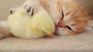 小奶猫给小鸡当妈妈，搂着搂着睡着了