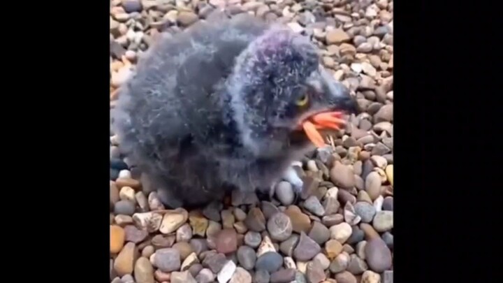 Makan anak ayam, satu gigitan satu ekor?