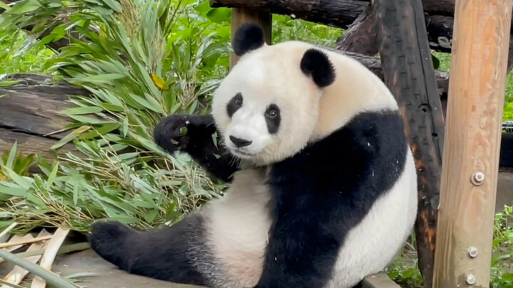 Dance|Panda Mengmeng Was Scared By Tourists