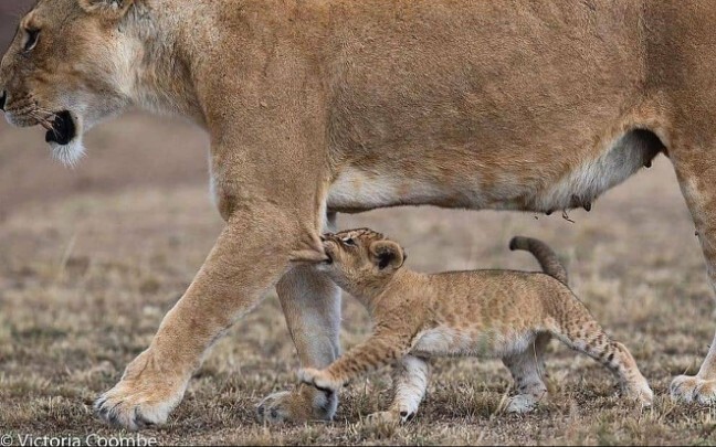 Little Lion: How much does Mommy really love me?