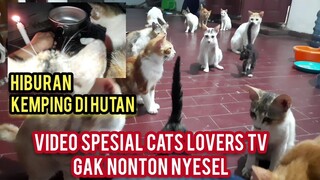 Masya Allah Kucing Cats Lovers Tv Seneng Banget Di Ajak Kemping Kucingnya Pada Lucu..!