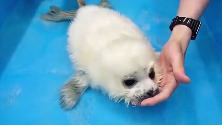 Chú hải cẩu con học bơi mà vẫn bị sặc nước?