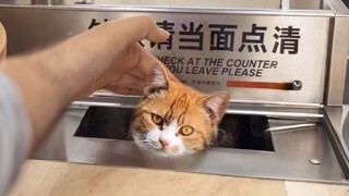 我怀疑这只猫是来抢银行的！！