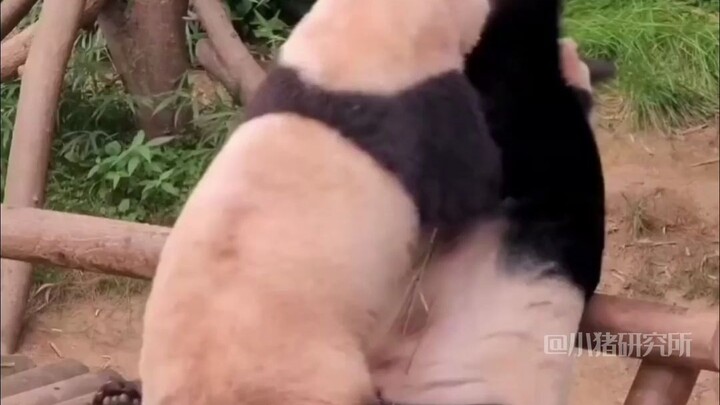 ฉากสุดฮือฮาของฟู่เป่าที่ทำให้ทุกคนหัวเราะลั่น!