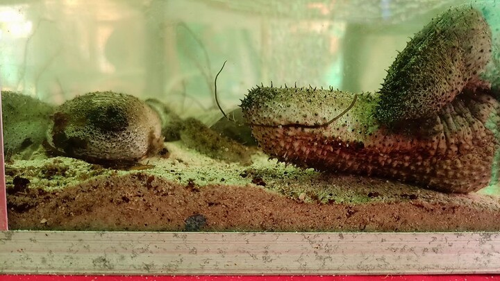 ganto pala kumain ang sea cucumber..