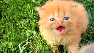 ลูกแมวถูกแม่แมวทิ้ง ร้องเสียงดัง