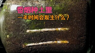 Apa yang akan terjadi jika sebatang rokok ditanam utuh di tanah selama lebih dari 300 hari?