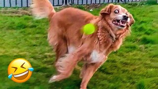 Dogs Being Scared by Funny Things 😹🐶 - Funniest Animals 2023 | Pets Island