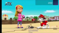 Paw patrol Musim 5 Episode 17 dan 18 Bahasa indonesia Gtv