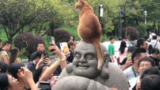 Kucing: Terlalu menarik juga suatu dosa