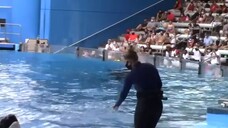 The Terrifying Last Moments Of Orca Trainer