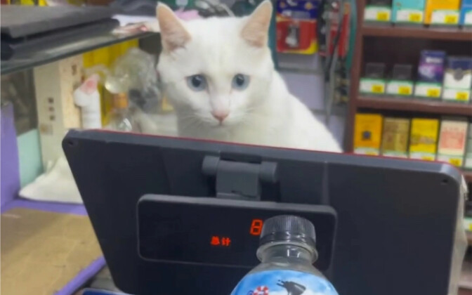 Boss, how much is this?